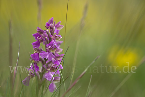 Kleines Knabenkraut (Orchis morio)