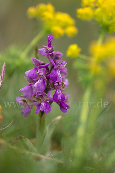 Kleines Knabenkraut (Orchis morio)