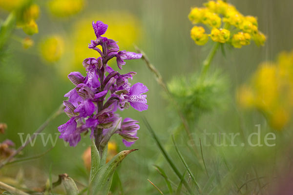 Kleines Knabenkraut (Orchis morio)