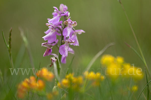 Kleines Knabenkraut (Orchis morio)