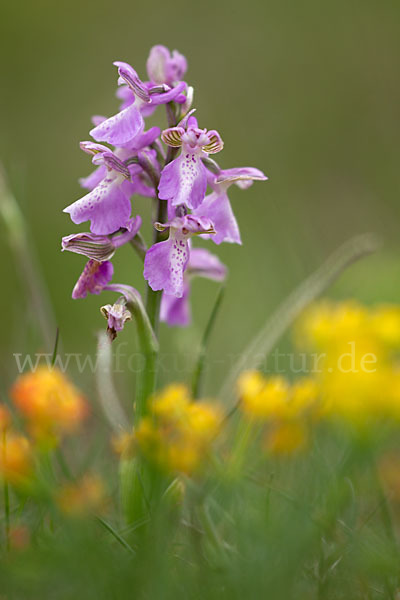 Kleines Knabenkraut (Orchis morio)