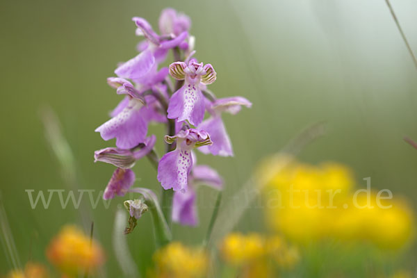 Kleines Knabenkraut (Orchis morio)