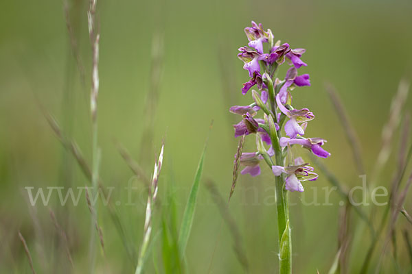 Kleines Knabenkraut (Orchis morio)