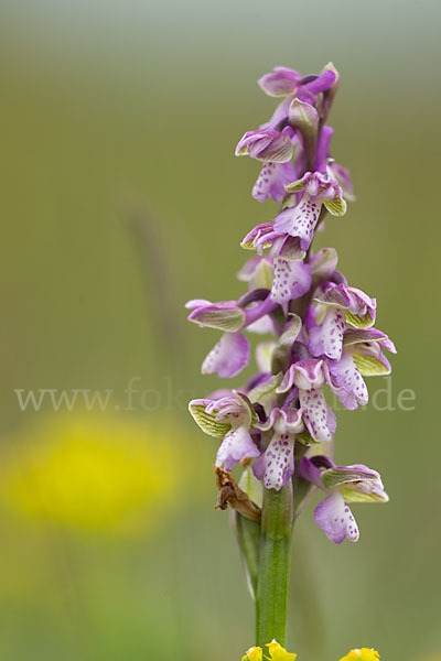 Kleines Knabenkraut (Orchis morio)