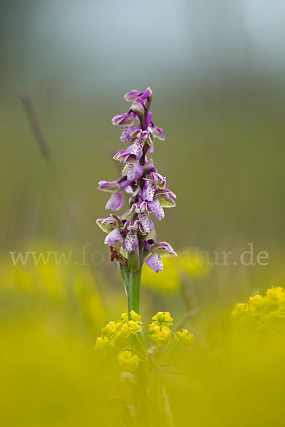 Kleines Knabenkraut (Orchis morio)