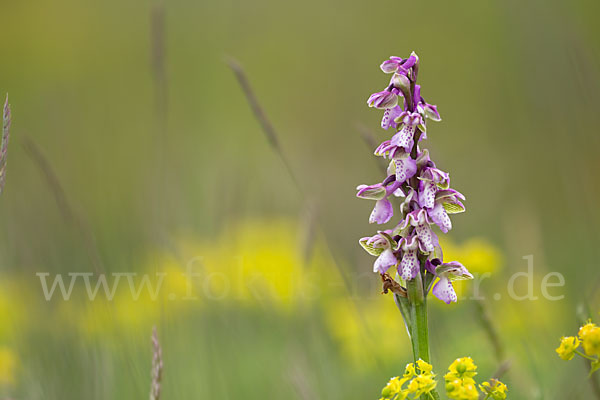 Kleines Knabenkraut (Orchis morio)