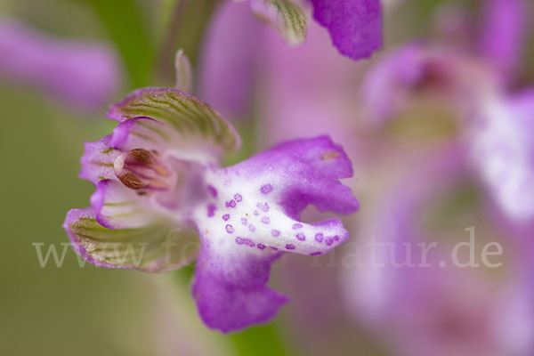 Kleines Knabenkraut (Orchis morio)