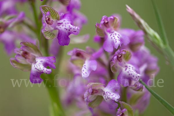 Kleines Knabenkraut (Orchis morio)