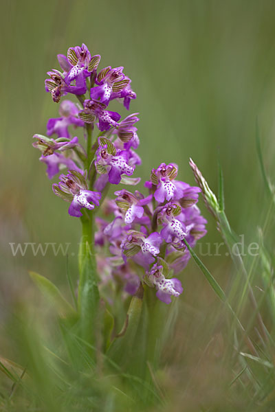 Kleines Knabenkraut (Orchis morio)