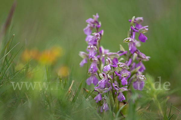 Kleines Knabenkraut (Orchis morio)