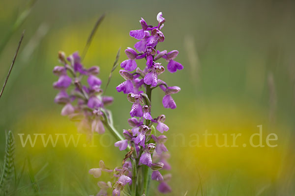 Kleines Knabenkraut (Orchis morio)