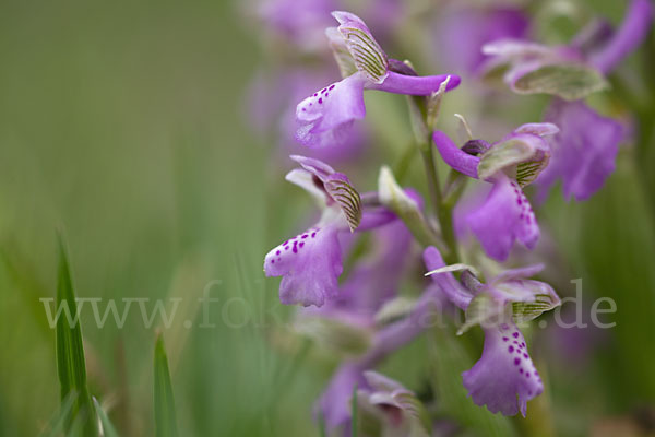 Kleines Knabenkraut (Orchis morio)