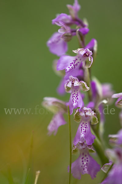 Kleines Knabenkraut (Orchis morio)