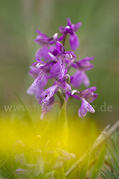 Kleines Knabenkraut (Orchis morio)