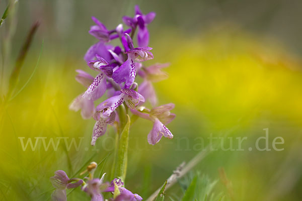 Kleines Knabenkraut (Orchis morio)