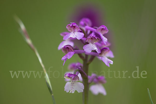 Kleines Knabenkraut (Orchis morio)