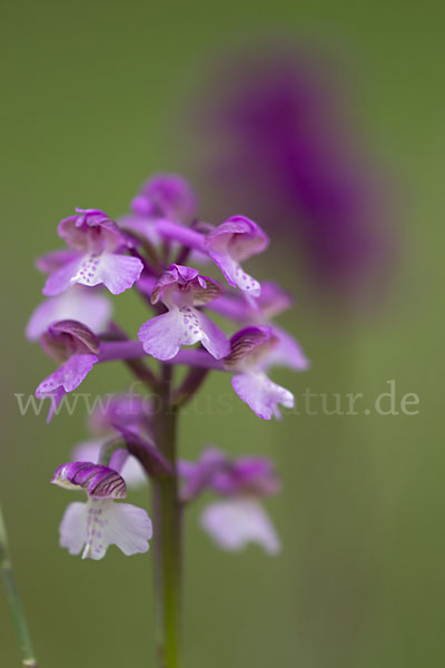 Kleines Knabenkraut (Orchis morio)