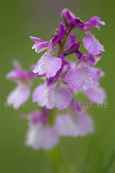 Kleines Knabenkraut (Orchis morio)