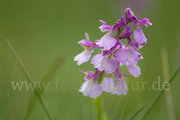 Kleines Knabenkraut (Orchis morio)