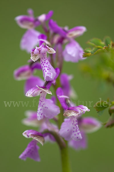 Kleines Knabenkraut (Orchis morio)