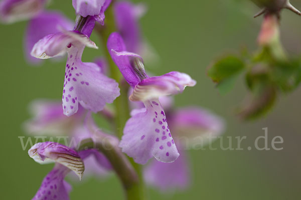 Kleines Knabenkraut (Orchis morio)