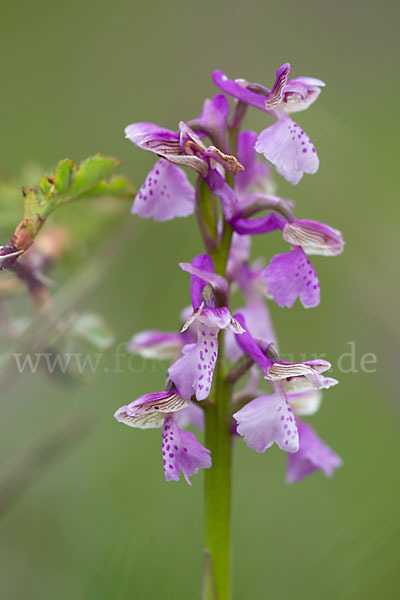 Kleines Knabenkraut (Orchis morio)