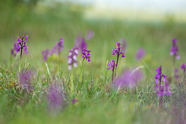 Kleines Knabenkraut (Orchis morio)