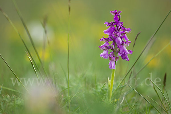 Kleines Knabenkraut (Orchis morio)