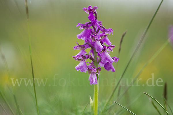 Kleines Knabenkraut (Orchis morio)