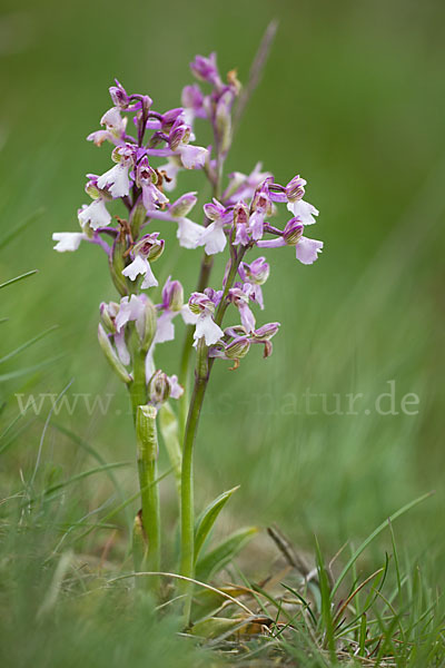 Kleines Knabenkraut (Orchis morio)