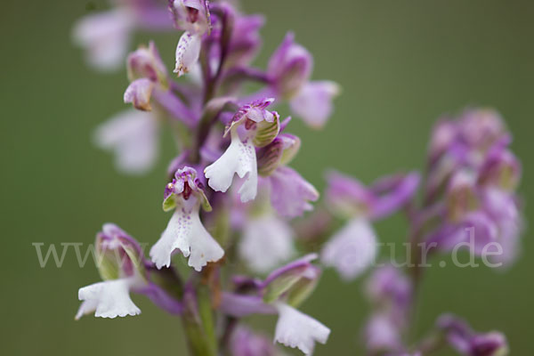 Kleines Knabenkraut (Orchis morio)