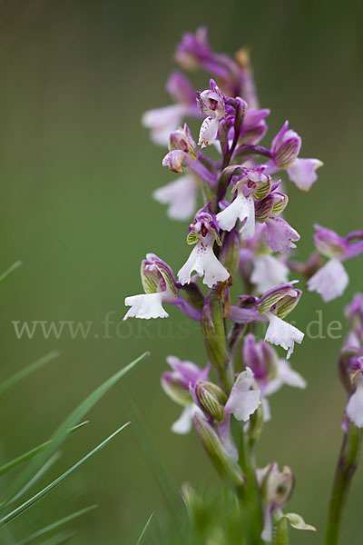 Kleines Knabenkraut (Orchis morio)