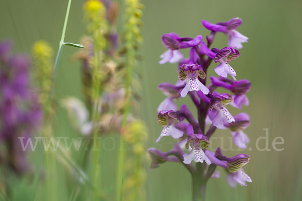 Kleines Knabenkraut (Orchis morio)