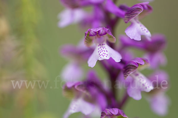 Kleines Knabenkraut (Orchis morio)