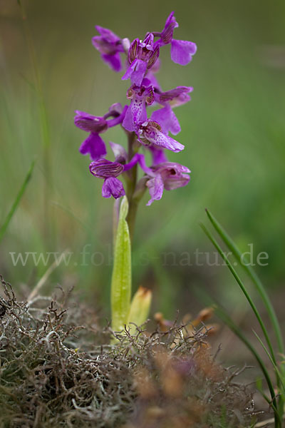 Kleines Knabenkraut (Orchis morio)