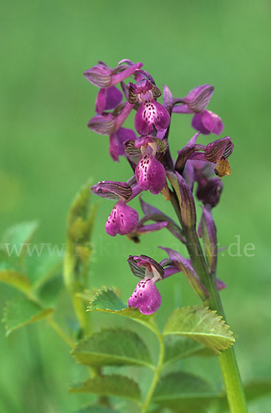 Kleines Knabenkraut (Orchis morio)