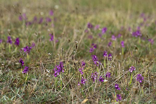 Kleines Knabenkraut (Orchis morio)