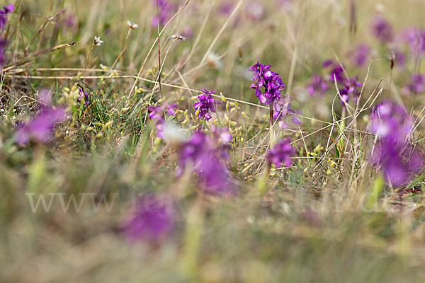 Kleines Knabenkraut (Orchis morio)