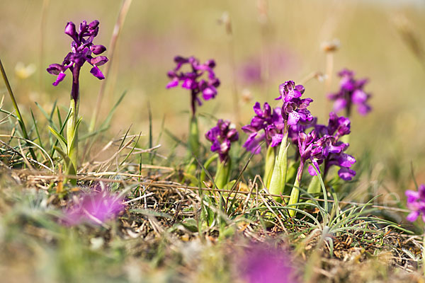 Kleines Knabenkraut (Orchis morio)