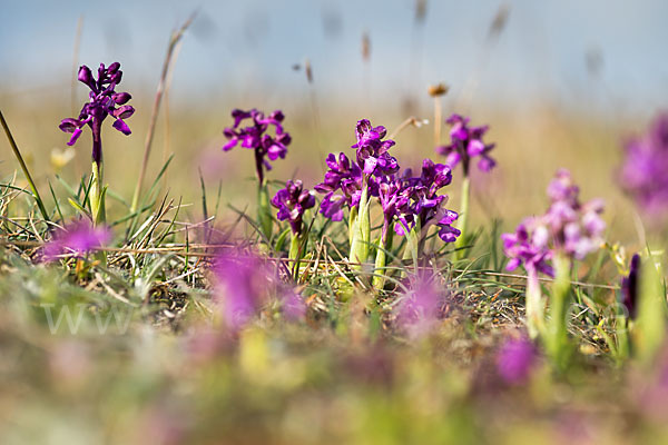 Kleines Knabenkraut (Orchis morio)