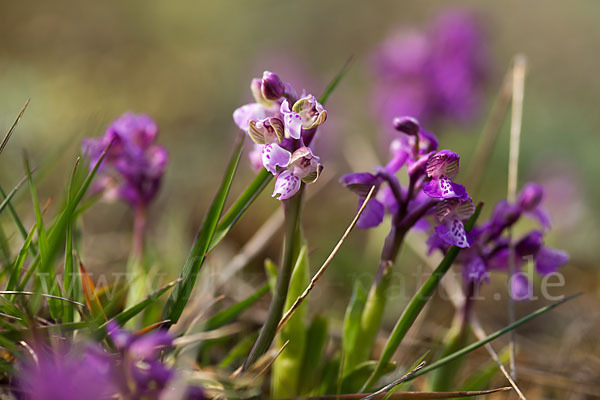 Kleines Knabenkraut (Orchis morio)