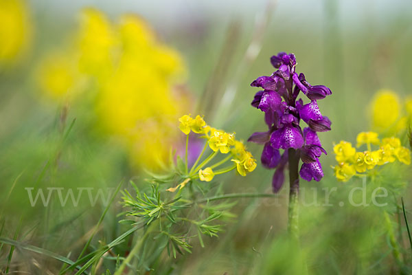 Kleines Knabenkraut (Orchis morio)