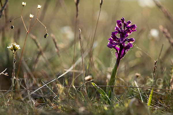 Kleines Knabenkraut (Orchis morio)