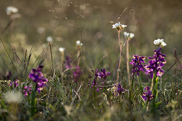 Kleines Knabenkraut (Orchis morio)