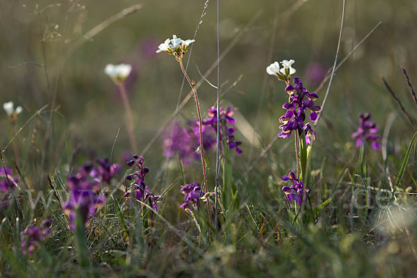 Kleines Knabenkraut (Orchis morio)