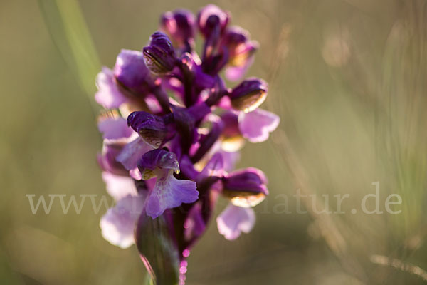 Kleines Knabenkraut (Orchis morio)