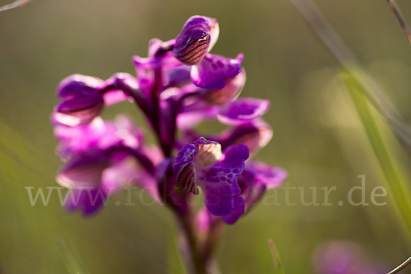 Kleines Knabenkraut (Orchis morio)