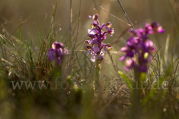 Kleines Knabenkraut (Orchis morio)