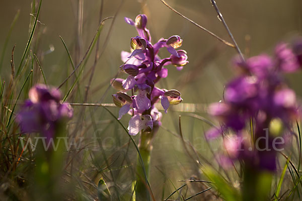 Kleines Knabenkraut (Orchis morio)