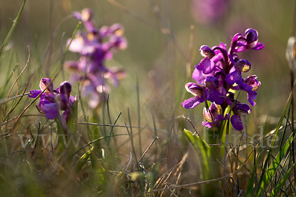 Kleines Knabenkraut (Orchis morio)